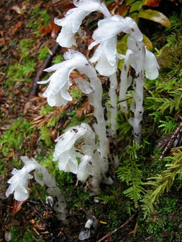 450px-Indian_pipe_PDB