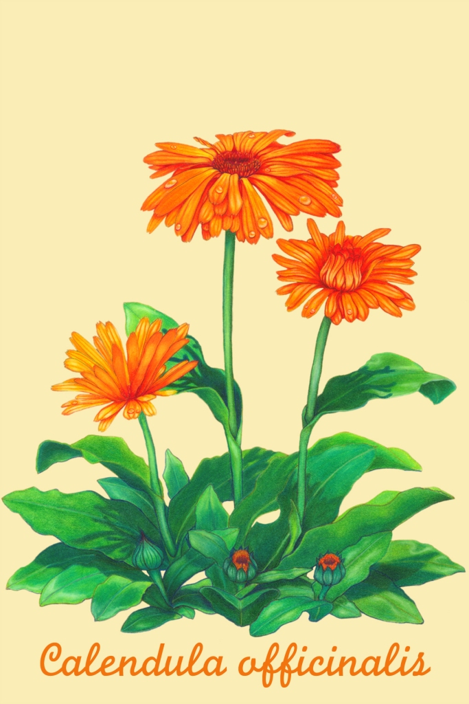 Calendula from Wisdom of the Plant Devas: Herbal Medicine for a New Earth